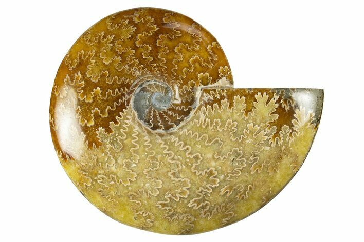 Polished Cretaceous Ammonite (Cleoniceras) Fossil - Madagascar #303894